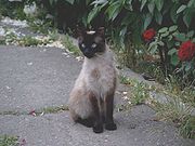 balinese cat