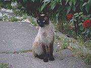 balinese cat