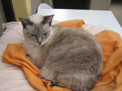 Snowflake loves her orange fluffy blanket