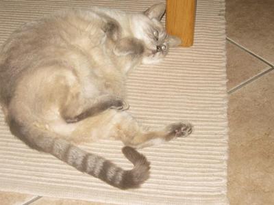 Snowflake loves to lie on her back, with her little paws drawn in towards her body