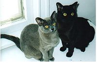 burmese cats