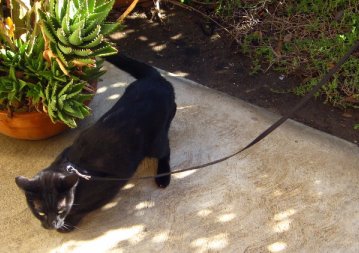 cat on a leash