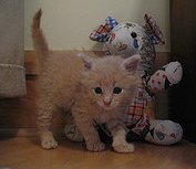 kitten with stuffed animal