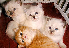 <i>group of kittens