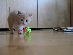 Kitten with ball