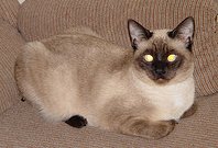 siamese cats behavior photos