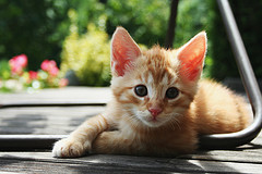Orange and white kitten