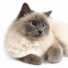 Siamese Cat Photos