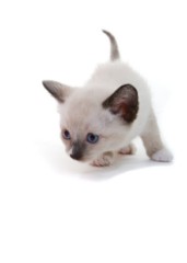 Siamese Cat Photos