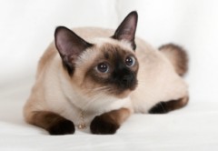Siamese Cat Photos