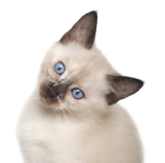 Siamese Cat Photos