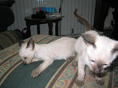 siamese kittens