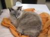 Snowflake loves her orange fluffy blanket