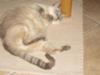 Snowflake loves to lie on her back, with her little paws drawn in towards her body