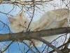 Butters in his fav outdoor tree