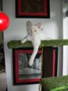 Butters in his fav indoor tree