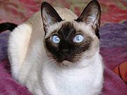 traditional Siamese