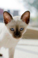 Siamese Cat Photos