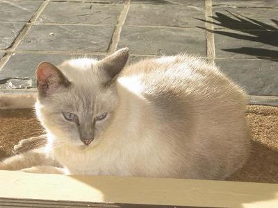 Our blue point Siamese, Snowflake