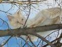 Butters in his fav outdoor tree
