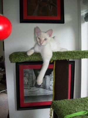 Butters in his fav indoor tree