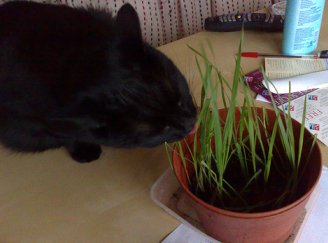 cat eating grass