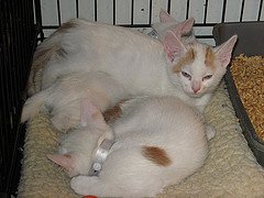 cream kittens