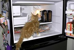 kitten in freezer