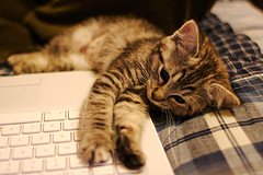 kitten on a computer
