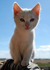 white kitten