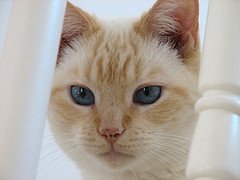 flame point siamese cat