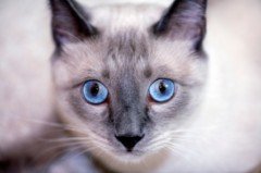 Siamese Cat Photos