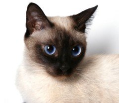 Siamese Cat Photos