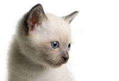 Siamese Cat Photos