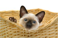 Siamese Cat Photos