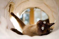 Siamese Cat Photos