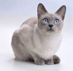 Siamese Cat Photos