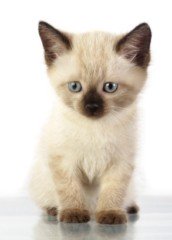 Siamese Cat Photos