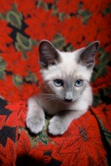 Siamese Cat Photos