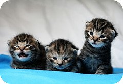 three kittens