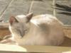 Our blue point Siamese, Snowflake